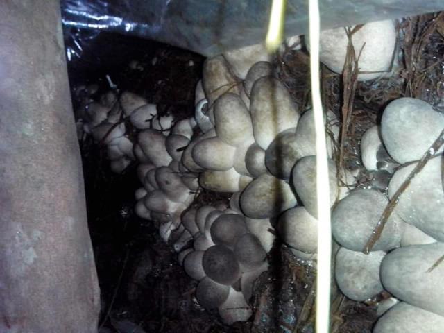 NẤM SÒ BÌNH PHÚ