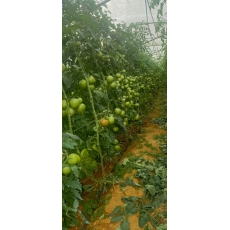CƠ SỞ KINH DOANH BÙI HUY THỊNH