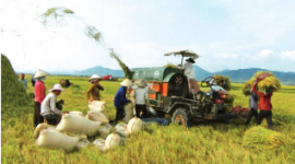 Vietnam's agricultural production chain is broken