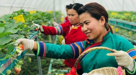Lên Bắc Hà trải nghiệm vườn rau, quả ôn đới