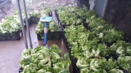 Nông sản an toàn - 6/2/2021