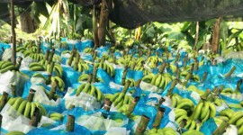 Những lưu ý đối với nông sản Việt Nam xuất khẩu sản Trung Quốc