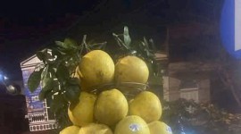 TRIỂN KHAI TRUY XUẤT NGUỒN GỐC NÔNG, LÂM, THỦY SẢN  GIAI ĐOẠN 2026 – 2030, TẦM NHÌN ĐẾN NĂM 2035