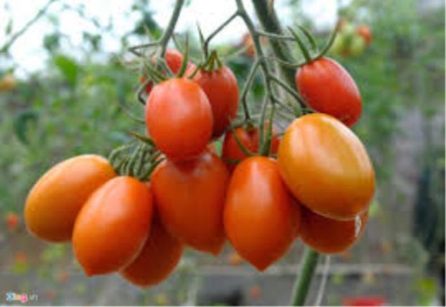 tomato