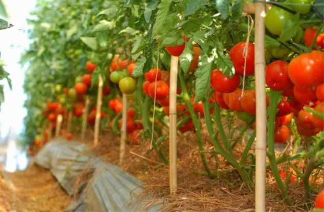 Tomato