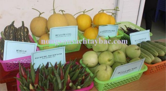 SAFE VEGETABLES, VEGETABLES, FRUITS (16 products)