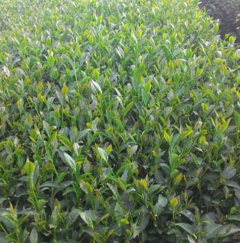 Kim Tuyen tea of ​​Dai Hung Tea Company Limited