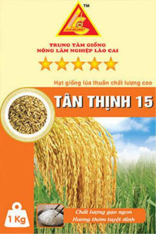 Pure rice variety Tan Thinh 15