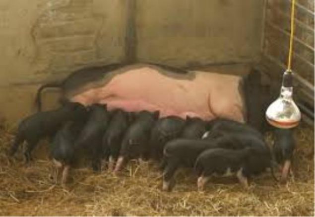 Bac Ha native black pork