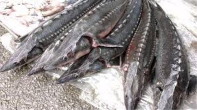 Sturgeon
