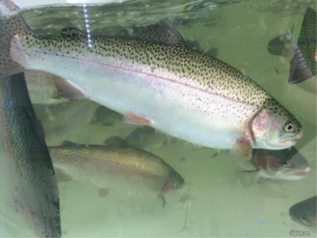Salmon (Co Cai Co-operative)