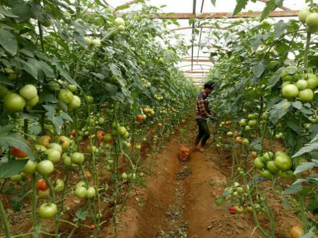 SAFE VEGETABLES, VEGETABLES, FRUITS