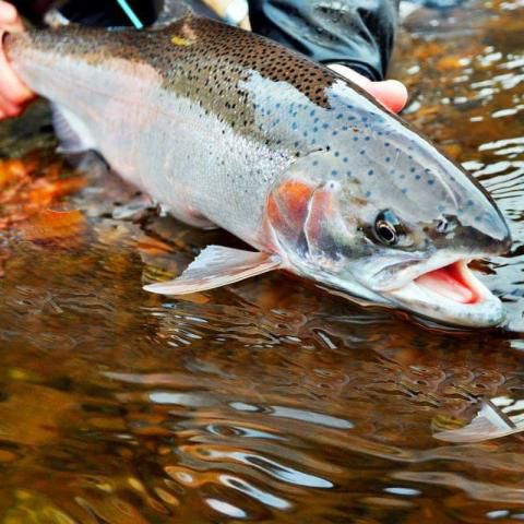 FRESH SALMON