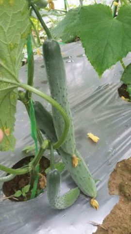 Cucumber