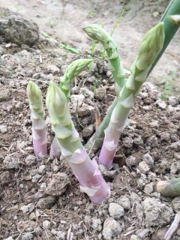 Asparagus