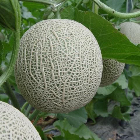 Melon