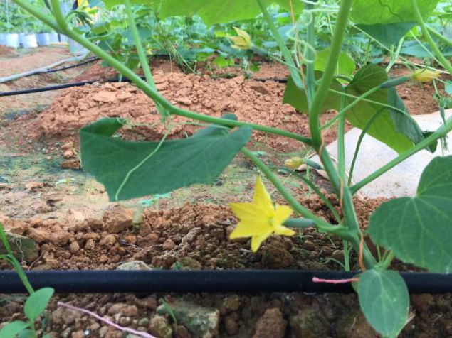 Baby cucumbers