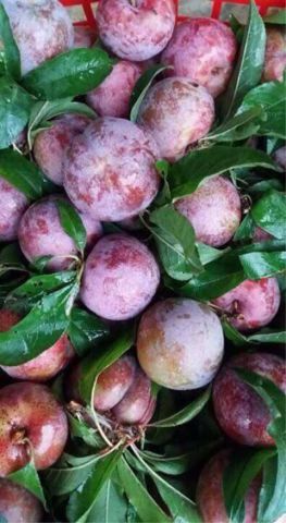Plum Tam Hoa Bac Ha