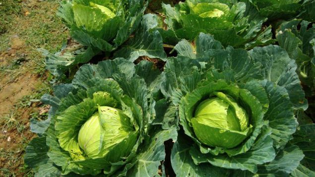 Chain of safe vegetables and fruits in off-season