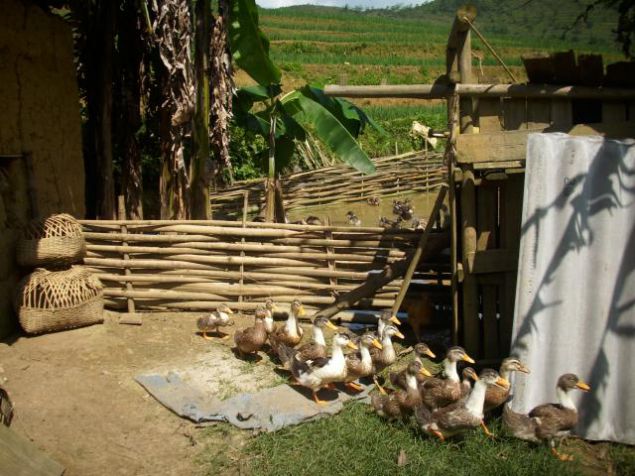 Duck Eggs Sin Chieng