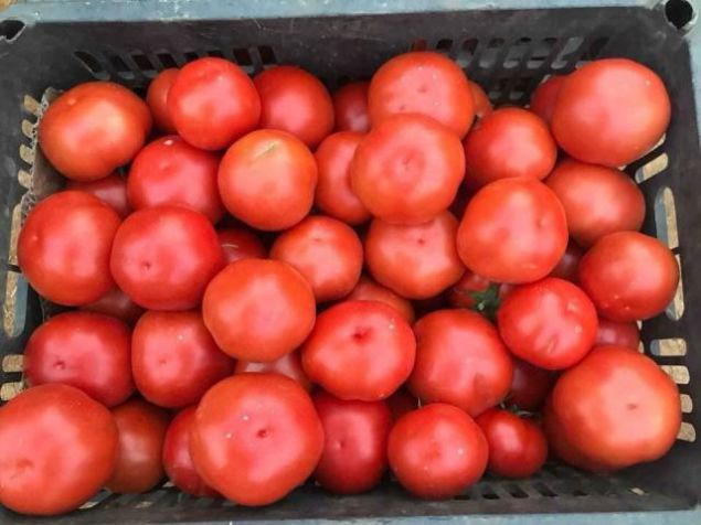 Beef Tomato