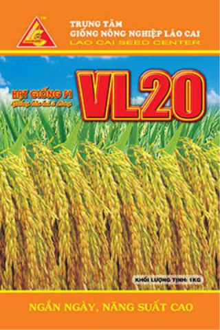 RICE VAR20
