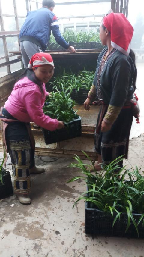 Hoa Lan Ta Phin (Dia Lan Tran Xuan Mong; Hoa Lan Ho Diep)