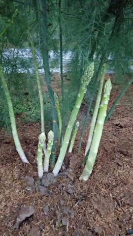 ASPARAGUS