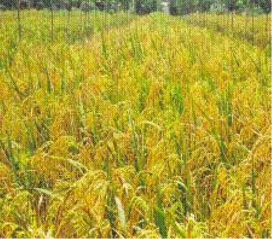 GẠO NẾP NẶM XÂY