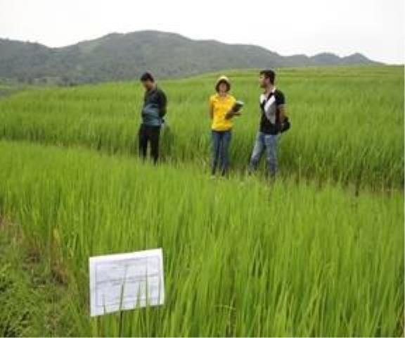 GẠO CHĂM PÉT DẦN THÀNG