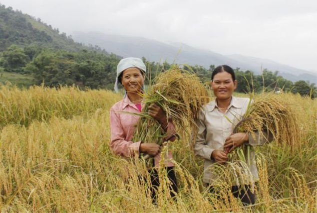 GẠO NẾP THẲM DƯƠNG