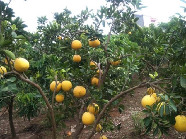 BƯỞI VĂN BÀN