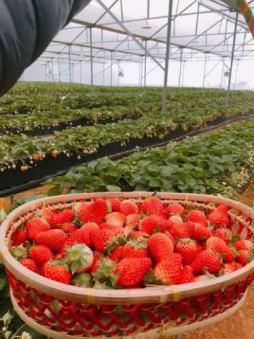 STRAWBERRY