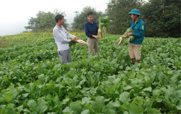 RADISH
