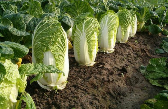 CABBAGE