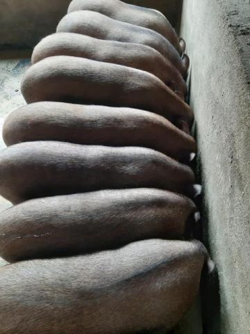 INDIGENOUS BLACK MEAT