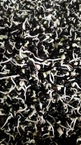 BLACK BEAN TEA