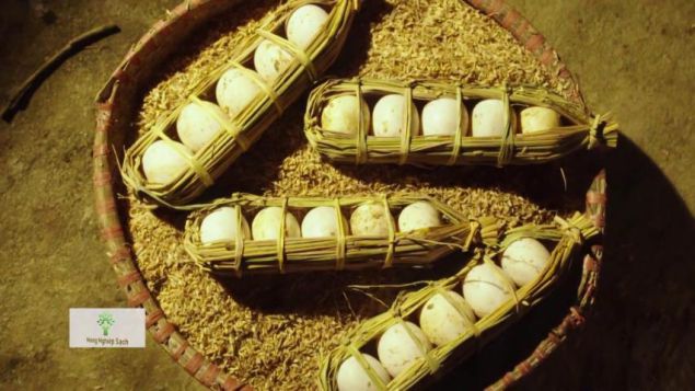 TRỨNG VỊT SÍN CHÉNG