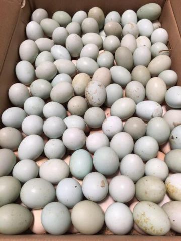 INDIGENOUS BLACK CHICKEN EGG