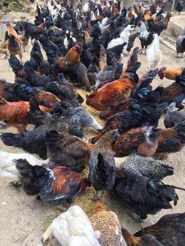 INDIGENOUS BLACK CHICKEN