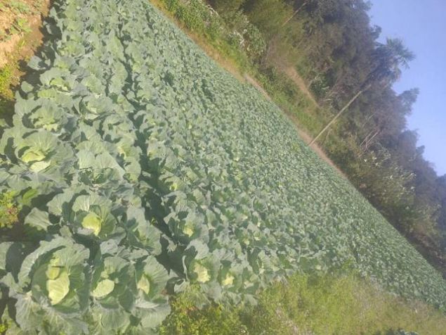 MEDICAL SAFE VEGETABLES