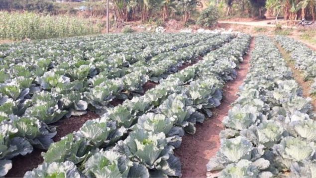 SAFE VEGETABLES - VIETGAP (THT AN TIEN - NAM HAI)