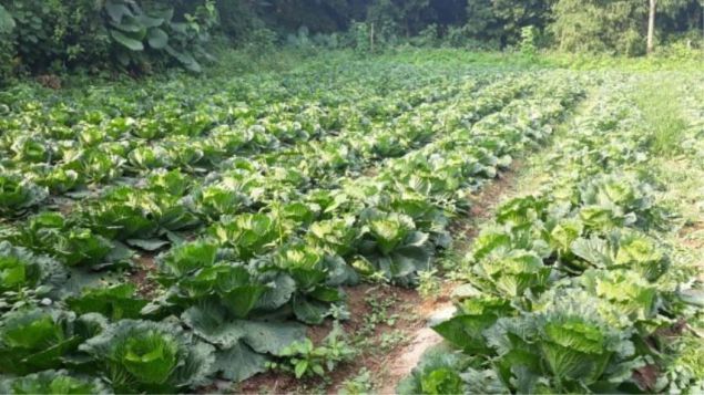 SAFE VEGETABLES - VIETGAP (THT DONG TAM - CU HAI)