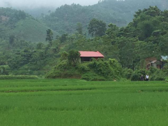 Rice industrious