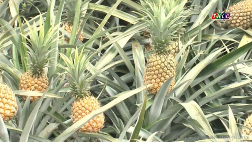 PINEAPPLE VIETGAP COCONUT