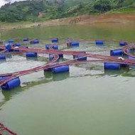 CÁ TẦM