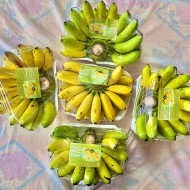 CHUỐI NGỰ AN TIẾN
