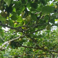 Lê VH6 Hoàng Thu Phố