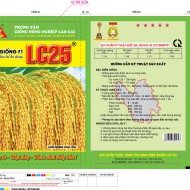 GIỐNG  LÚA LAI 3 DÒNG LC25