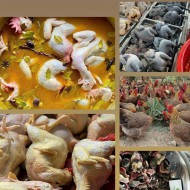 GÀ HẤP THẢO QUẢ, MẮC KÉN